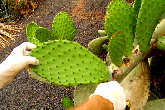 Leave-Cutting-Cactus-Detox-Retreat