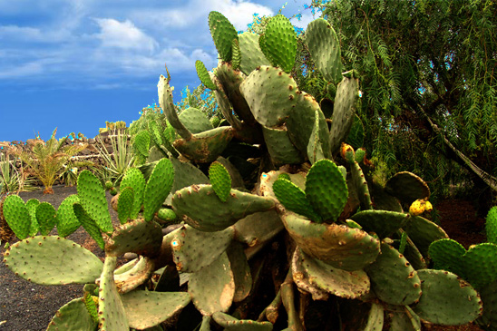 Opuntia-Ficus-Cactus-Detox-Retreat